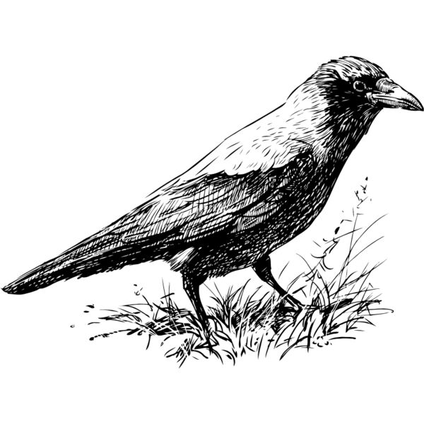 Crow Thumbnail
